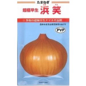 画像: 送料無料　[たまねぎ]　超極早生　浜笑（PVP）　20ml　カネコ種苗（株）