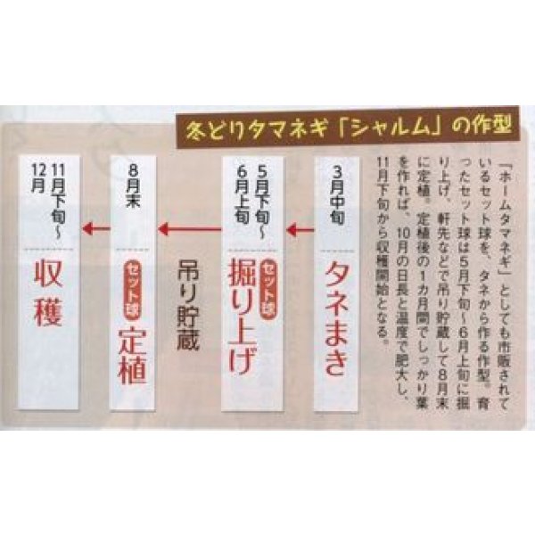 画像2: 送料無料 [たまねぎ] シャルム 20ml タキイ種苗(株) (2)