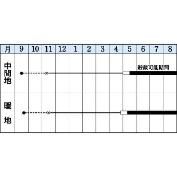 画像3: 送料無料　[たまねぎ]　ソニック　20ml　タキイ種苗(株) (3)