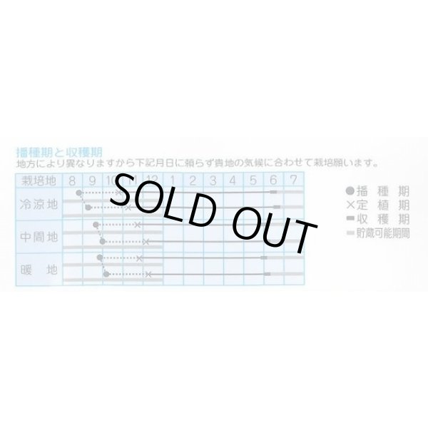 画像2: 送料無料　[たまねぎ]　緋蔵っ子赤玉葱　3ml（約280）　(株)タカヤマシード (2)