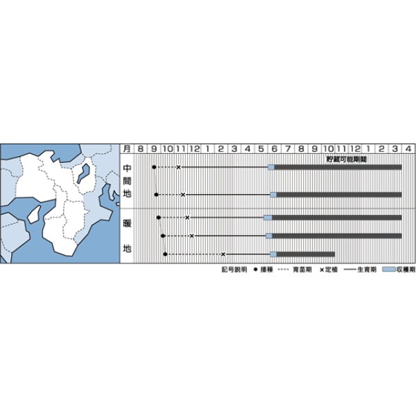画像2: 送料無料　[たまねぎ]　ネオアース　4.5ml(約650粒)　タキイ種苗(株)　DF (2)