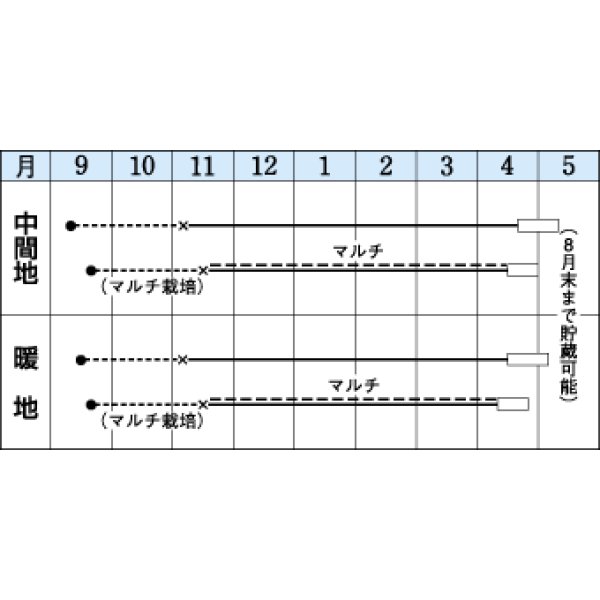 画像2: 送料無料　[たまねぎ]　マッハ　20ml　タキイ種苗(株) (2)