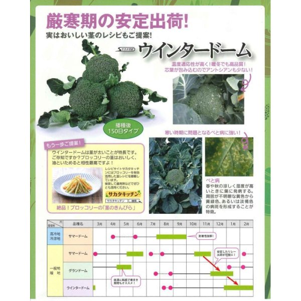 画像6: 送料無料 [ブロッコリー] ウインタードーム コート5000粒 (株)サカタのタネ (6)