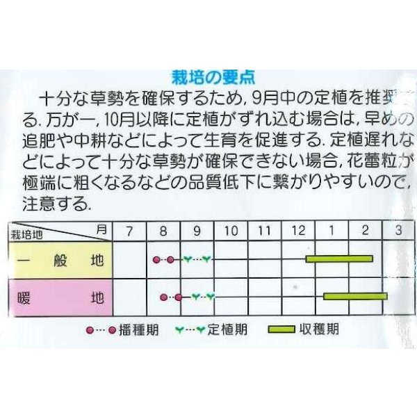 画像2: 送料無料 [ブロッコリー] ウインタードーム コート5000粒 (株)サカタのタネ (2)