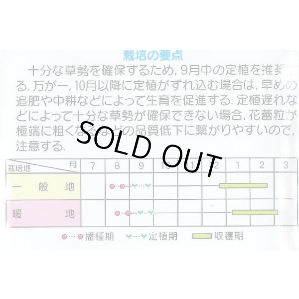 画像2: 送料無料　[ブロッコリー]　ウインタードーム　コート5000粒　(株)サカタのタネ (2)
