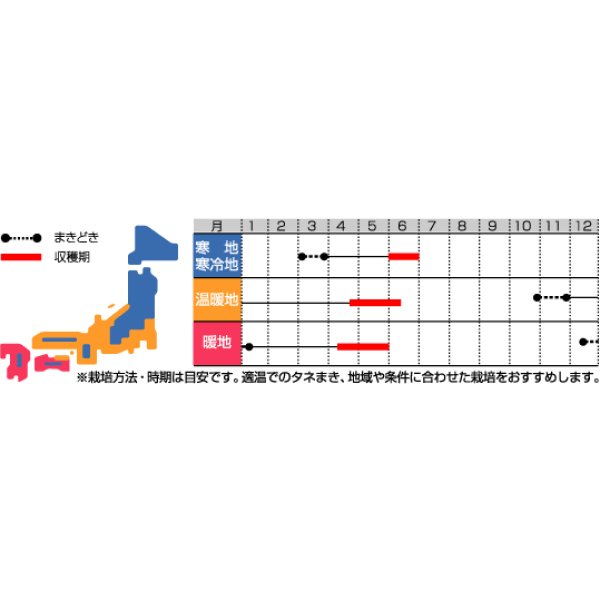 画像2: [えんどう]　スナックえんどう　スナック７５３　約55粒　サカタのタネ（株）実咲300 (2)