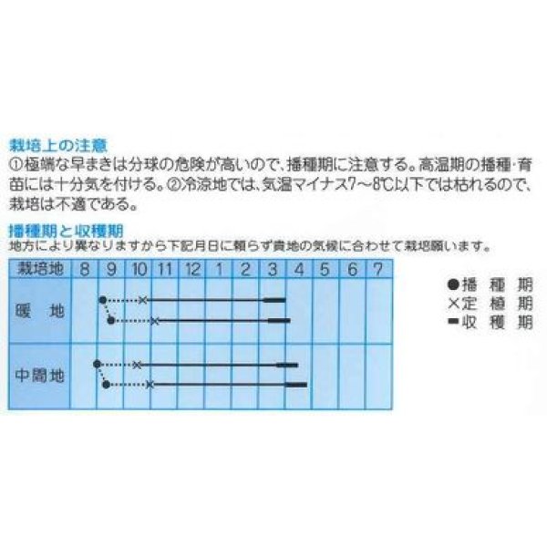 画像2: 送料無料　[たまねぎ]　トップゴールド320　2dl　(株)タカヤマシード (2)