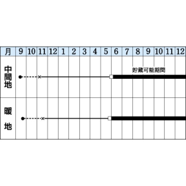 画像2: 送料無料　[たまねぎ]　O・K黄　20ml　タキイ種苗(株) (2)