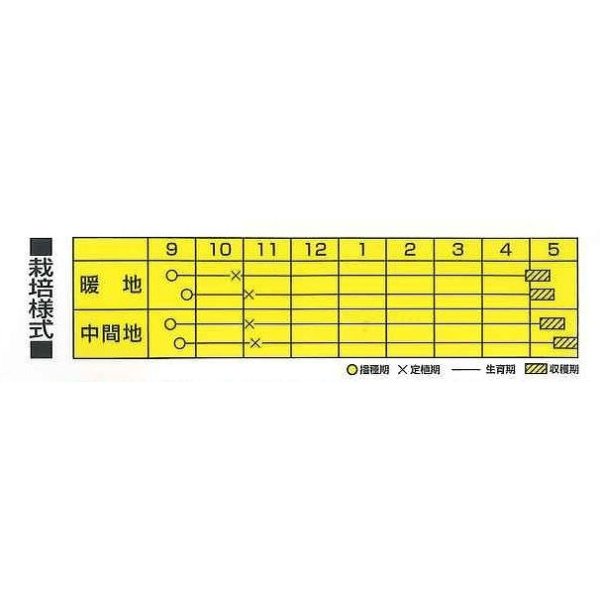 画像2: 送料無料　[たまねぎ]　レッドグラマー（PVP)　　2.5ml　カネコ種苗（株） (2)