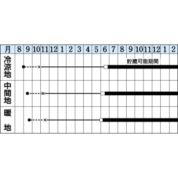 画像2: 送料無料　[たまねぎ]　パワー　2dl　タキイ種苗(株) (2)