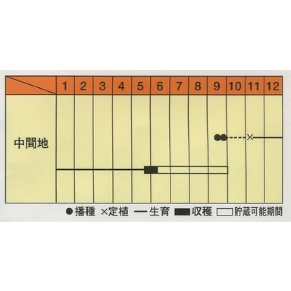 画像2: 送料無料　[たまねぎ]　赤玉葱　フレッシュレッド　20ml　松永種苗(株) (2)
