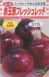 画像: 送料無料　[たまねぎ]　赤玉葱　フレッシュレッド　4ml　松永種苗(株)