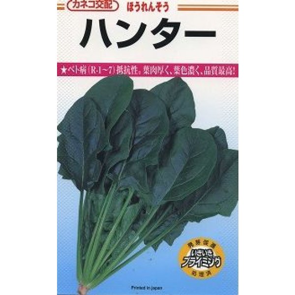 画像2: [シーダー種子]　ほうれんそう　ハンター　1粒×5cm間隔 (2)