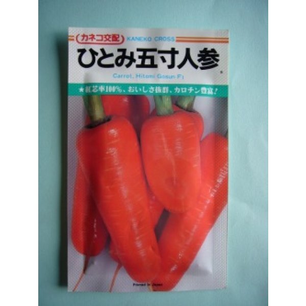 画像2: [シーダー種子]　にんじん　ひとみ五寸　1粒×6cm間隔 (2)
