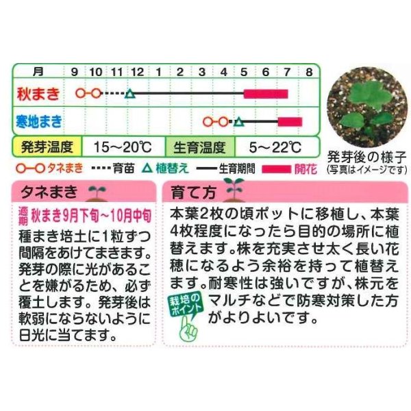 画像2: 送料無料　花の種　デルフィニウム　Ｆ1オーロラミックス　0.1ml　タキイ種苗(株)NL300 (2)