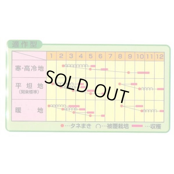 画像2: [かぶ] きらりのゆめ 20ml ノウリン交配 (2)