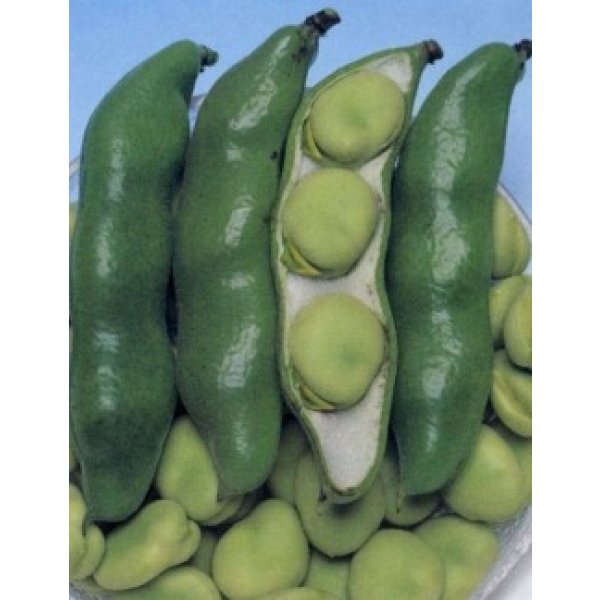 そら豆] 仁徳一寸 1L(およそ240粒) タキイ種苗(野菜種/そら豆