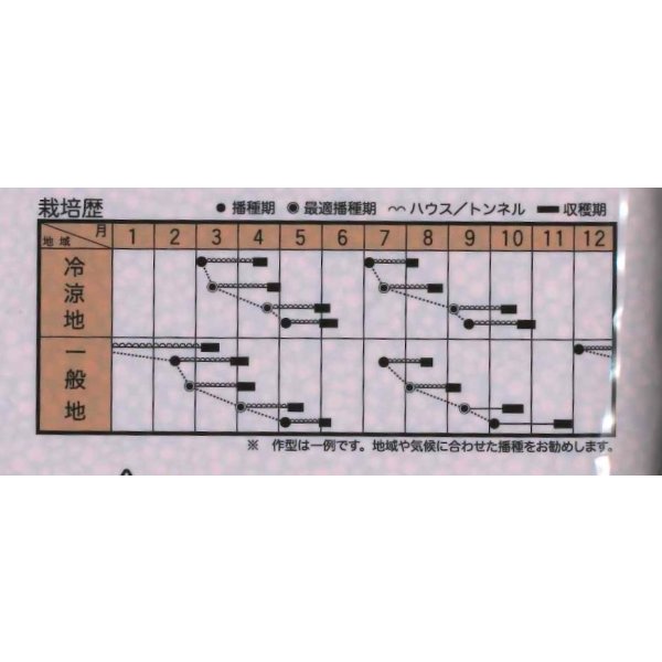 画像2: [ほうれんそう]　ジュリオン　Ｍ　3万粒　トキタ種苗（株） (2)