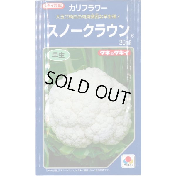 画像1: 送料無料　[カリフラワー]　スノークラウン　20ml　タキイ種苗(株) (1)