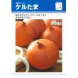 画像3: [たまねぎ]　送料無料！　ケルたま　2dl　タキイ種苗（株） (3)