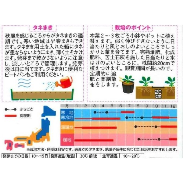 画像2: 送料無料　花の種　パンジー　パシオ　クリアホワイト　約34粒　(株)サカタのタネ　実咲350（026138） (2)