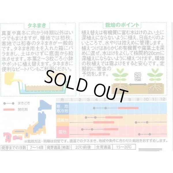 画像2: 送料無料　花の種　金魚草　フローラルシャワーミックス　約86粒　　(株)サカタのタネ　実咲250（026223） (2)