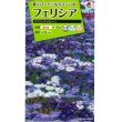 画像1: 花の種　フェリシア　スプリングメルヘン　0.4ml　タキイ種苗（株） (1)