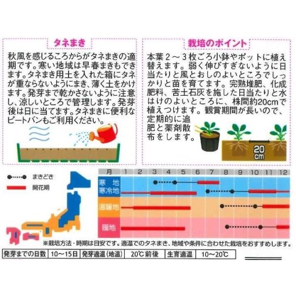 画像2: 送料無料　花の種　パンジー　パシオ　クリアスカーレット　約34粒　(株)サカタのタネ　実咲350（026135） (2)