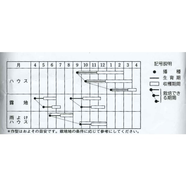 画像4: [春菊]　中葉春菊　1L　タキイ種苗（株） (4)