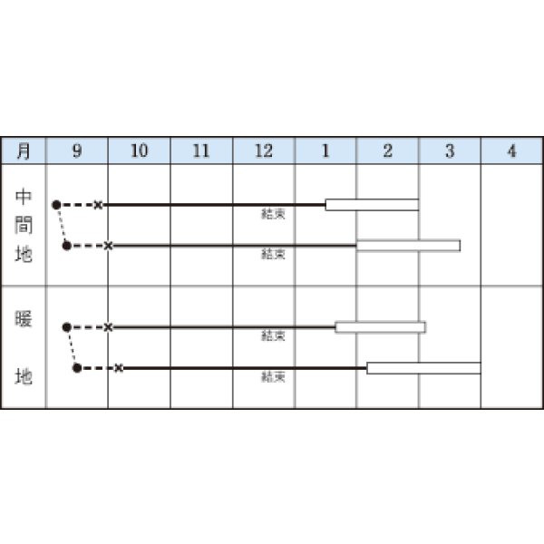 画像2: 送料無料　[白菜]　晩輝　2ml（約440粒）　タキイ種苗(株)　DF (2)