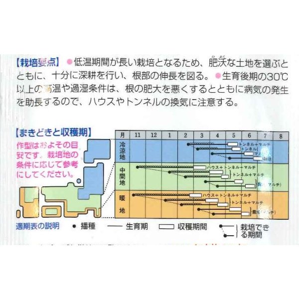 画像2: [大根] 大師 7ml タキイ種苗(株) DF (2)