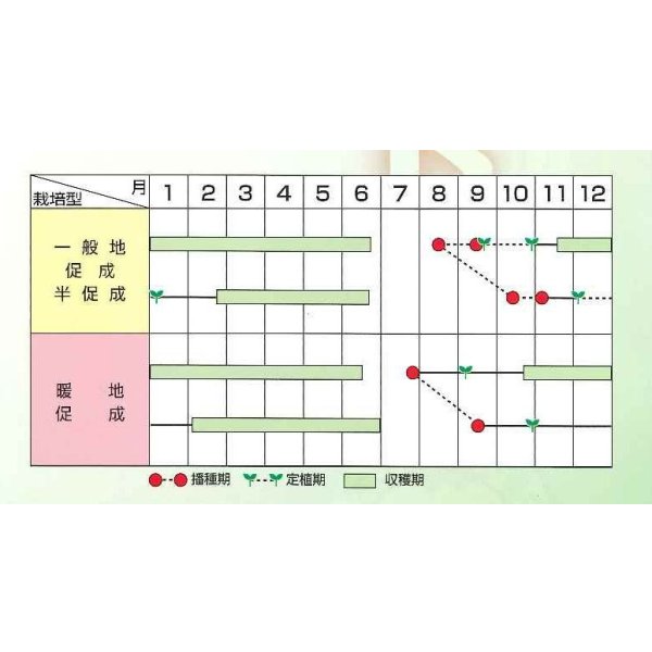 画像4: 送料無料 [トマト/大玉トマト] ハウスパルト 1000粒（10%増量） (株)サカタのタネ (4)