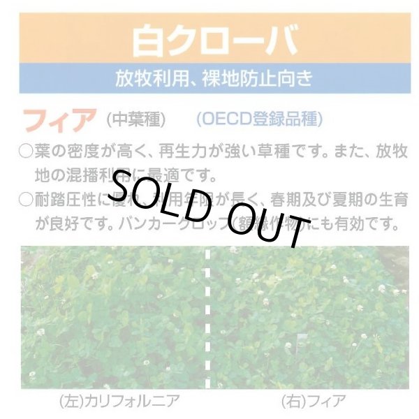 画像2: [緑肥]　しろクローバ　フィア　500g　カネコ種苗(株) (2)