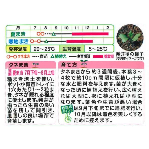 画像2: 送料無料　花の種　葉牡丹　くじゃく混合　0.5ml　タキイ種苗(株)NL300 (2)
