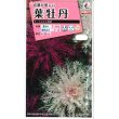 画像1: 花の種　葉牡丹　くじゃく混合　0.5ｍｌ　タキイ種苗（株） (1)