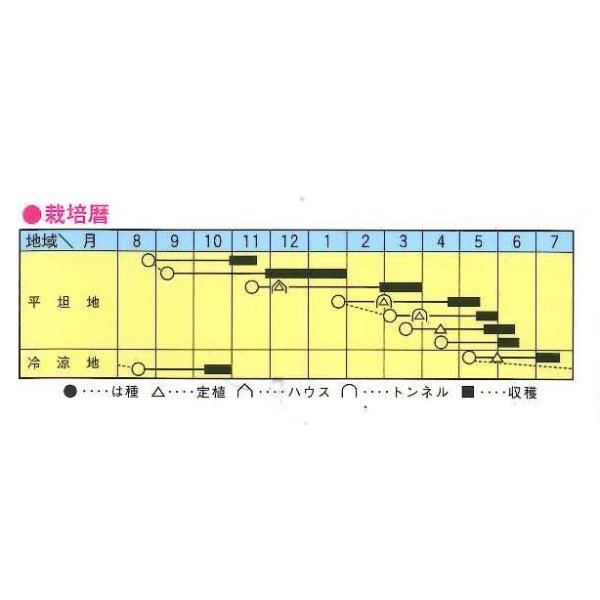 画像2: [白菜]　舞の海　2ml　　トキタ種苗（株） (2)