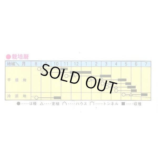画像2: 送料無料　[白菜]　舞の海　2ml　トキタ種苗(株) (2)