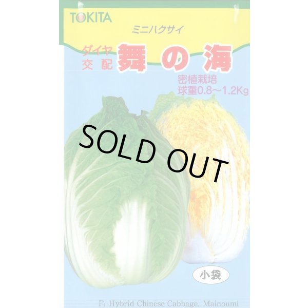 画像1: 送料無料　[白菜]　舞の海　2ml　トキタ種苗(株) (1)