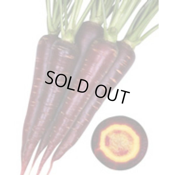 画像3: 送料無料　[人参]　バイオレットハーモニー　1000粒　丸種(株) (3)