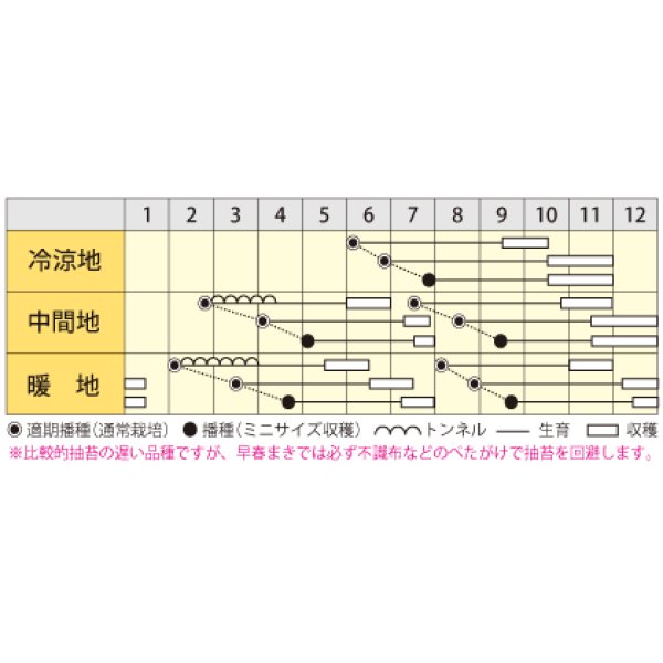 画像4: [人参]　バイオレットハーモニー　1000粒　丸種（株） (4)