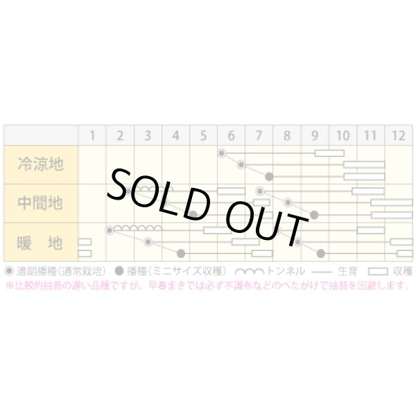 画像4: 送料無料　[人参]　バイオレットハーモニー　1000粒　丸種(株) (4)