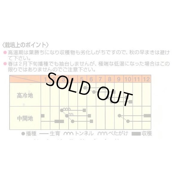 画像2: 送料無料　[大根]　彩色健美　3ml　松永種苗(株) (2)