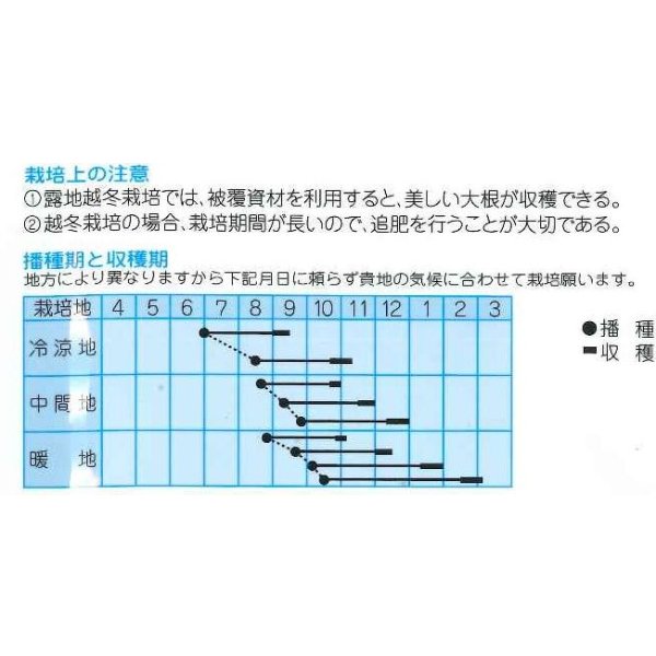 画像2: 送料無料　[大根]　冬職人　4ml　(株)タカヤマシード (2)