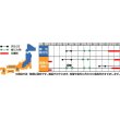 画像2: [シーダー種子]　ネギ　雷帝下仁田　1粒×10cm間隔 (2)