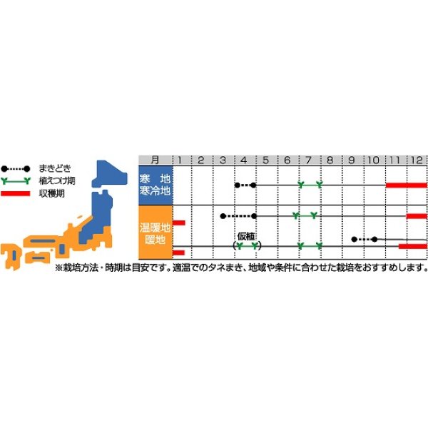 画像2: [シーダー種子]　ネギ　雷帝下仁田　1粒×10cm間隔 (2)