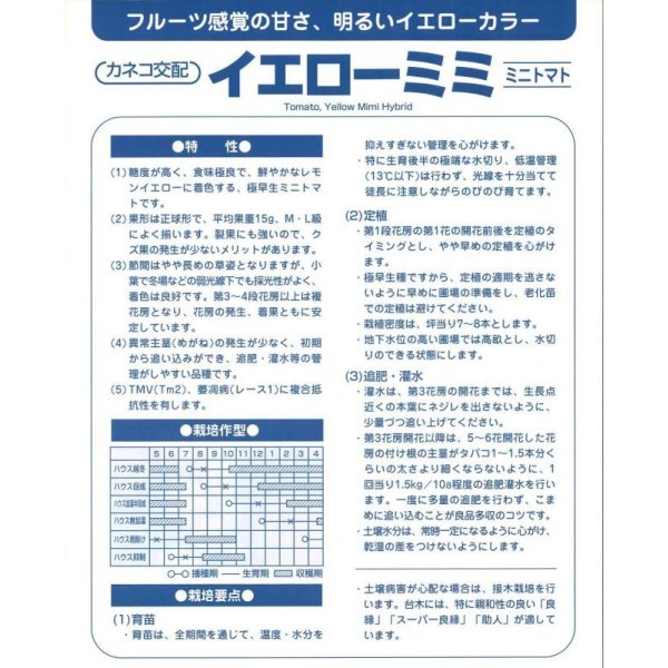 画像3: [トマト/ミニトマト]　送料無料！　イエローミミ　1000粒（貴種）　カネコ交配 (3)