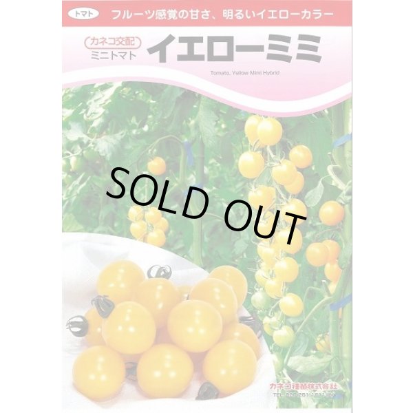 画像2: 送料無料　[トマト/ミニトマト]　イエローミミ　1000粒(貴種)　カネコ種苗（株） (2)