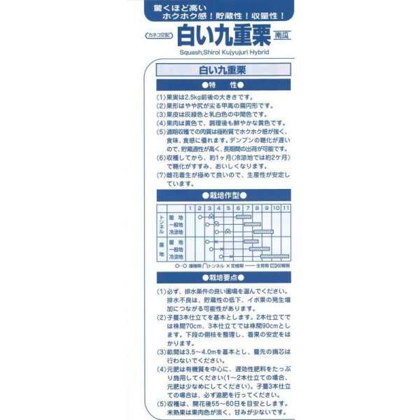 画像5: 送料無料　[かぼちゃ]　白い九重栗　100粒　カネコ種苗（株） (5)