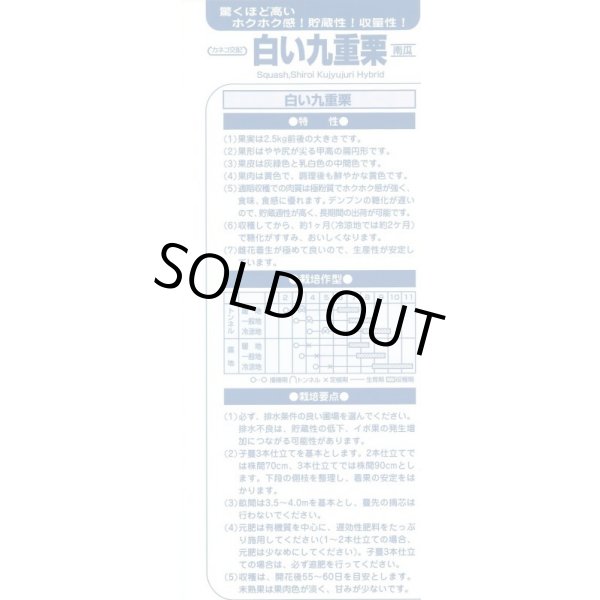 画像5: 送料無料　[かぼちゃ]　白い九重栗　50粒　カネコ種苗（株） (5)