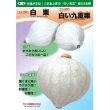 画像4: [かぼちゃ]　送料無料！　白い九重栗　1000粒　カネコ交配 (4)